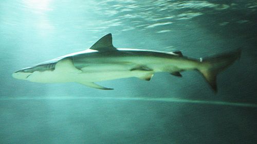 Copper shark